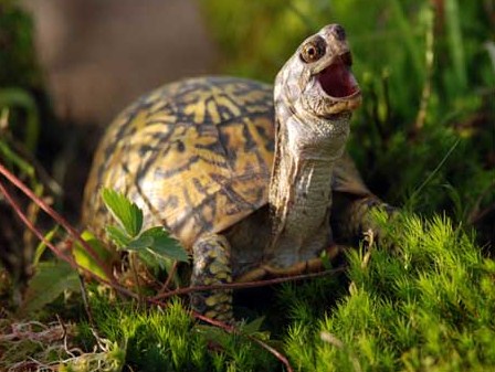 tumblr_lm2ml92Pku1qdjlk6o1_500